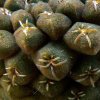 Eriosyce _napina ssp.lembckei KK103_ 06